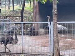 -合肥野生动物园