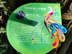 -西双版纳原始森林公园