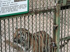 -合肥野生动物园