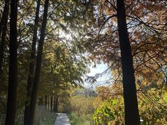 -溱湖国家湿地公园