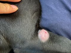 -爱侣宠医·鹦鹉专科·小型哺乳类·异宠专科(灵石路店)