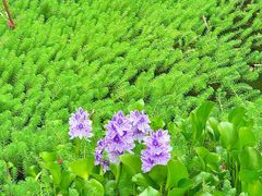 -白鹭湾湿地公园