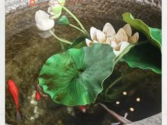 -福照楼汽锅鸡·云南菜(火车站锦江店)