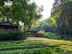 -龙井壹号·茶缘山景宴(龙井村店)