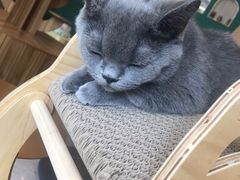 -飞行喵MR PILOT|猫舍·猫咖(静安大融城店)