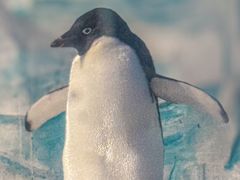 -海合安天津极地海洋公园