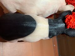 -猪角·闽南猪脚饭(茶亭店)