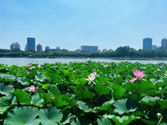 -莲花池公园