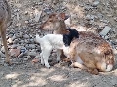 -北京鹿世界主题园