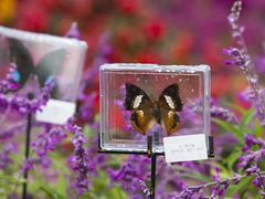 -重庆市江北嘴中央商务区中央公园