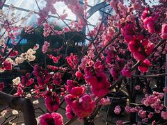 -红螺寺