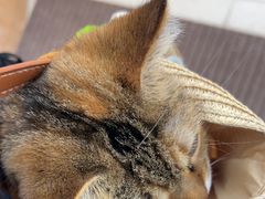 -爱妮康宠物医院·干细胞免疫细胞·肿瘤·心脏(张江店)