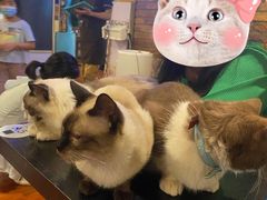 -猫小院猫主题咖啡厅(北锣店)