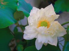 -陈家山荷花公园
