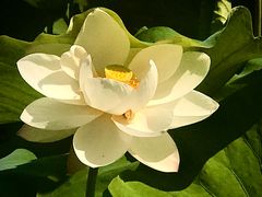 -莱西月湖公园