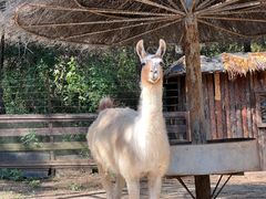 -沈阳森林动物园