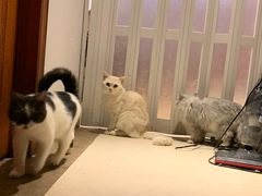 -万小咖.猫咖(中山路天虹店)