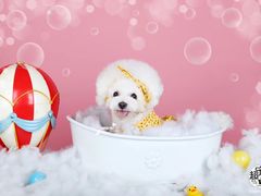 -超宠爱宠物摄影-Super pet