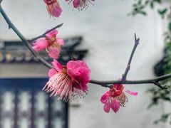 -上海醉白池公园