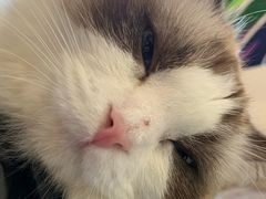 -喵喵咪呀布偶猫咖(春熙路店)
