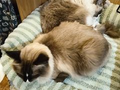 -MOCHA明星猫咖(田子坊店)