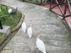 -吉隆坡雀鸟公园
