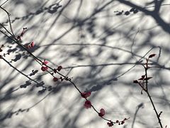 -南京民俗博物馆(甘熙故居)