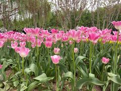 -石家庄市植物园