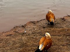 -鄱阳湖国家湿地公园