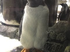 -悉尼海洋生物水族馆