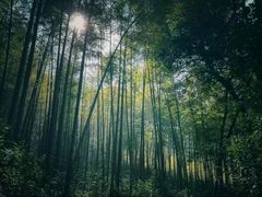 -云栖竹径