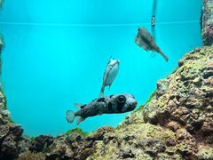 -鹿儿岛水族馆