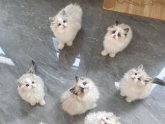 -万达广场(东莞东城店)