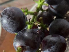 -马陆小张葡萄园农家乐