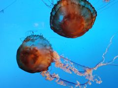 -太平洋海底世界