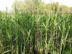 -昆山城市生态森林公园