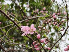 -金鸡湖桃花岛