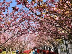 -高东镇樱花园