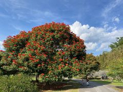 -中国科学院西双版纳热带植物园