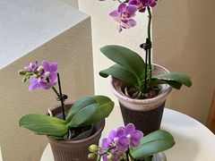 -番禺广场(市桥街道)