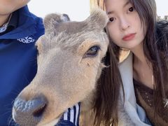 -奈良公园