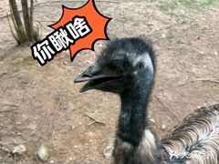 -灵玲国际马戏城