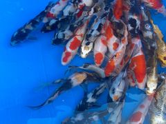 -华声天桥民俗文化园