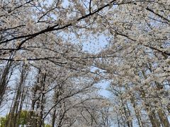 -上海共青森林公园