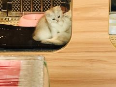 -1013 PET SHOP 宠物商店(近铁城市广场店)