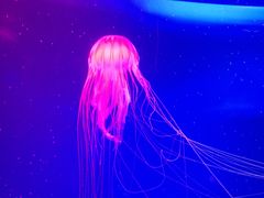 -芜湖新华联大白鲸海洋公园