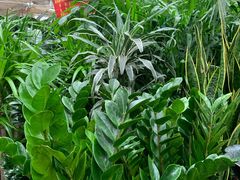 -秦美花卉(天朗·莱茵小城2期店)