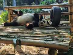 -深圳野生动物园