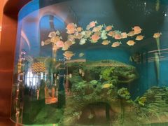 -艺厨风尚餐厅 · 桔钓沙莱华度假酒店