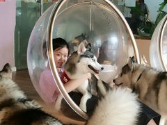 -Husky Go! 哈士奇体验馆·宠物咖啡厅狗咖